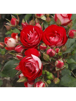 Розиге Ландростай (Rosige Landdrostei)