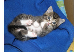 Зелюг П А "Как интересно!"