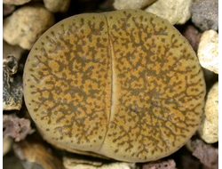 Lithops lesliei v.mariae C152 - 10 семян