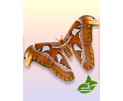 Атакус Атлас Павлиноглазка размах крыльев 18 - 23 см