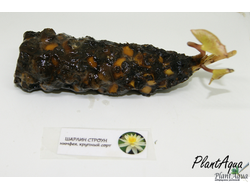 Нимфея Шарлин Строун