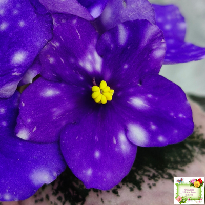 Rivermist Heavenly (J. Baker) (10985) NEW 05/21/2018