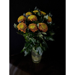 Хризантема одноголовая 9 шт