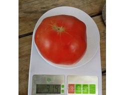 Томат Полный мякоти (Pleine de Chair, США)
