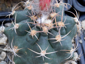 Submatucana paucicostata - 5 семян