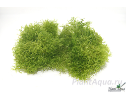 Риччия плавающая (Riccia fluitans)