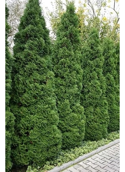 Туя западная Holmstrup