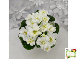 Adirondack Moon (S. Sorano) (детка)