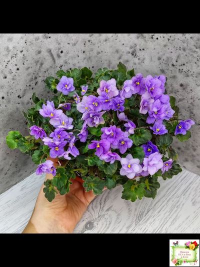 Skagit Victory Trails (W. Lindstrom)  (5659) 01/30/1984 трейлер