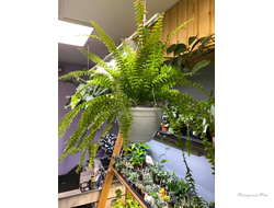 Нефролепис