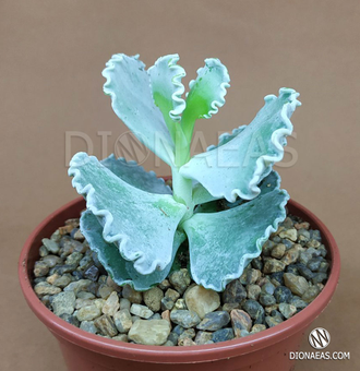 Cotyledon Undulata