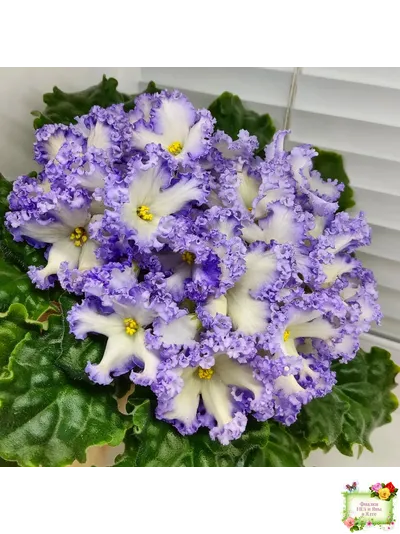 РМ-Франческа (Н. Скорнякова) 2019 г. (лист посажен 05.10.25)