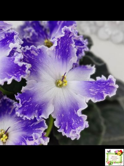 НД-Кристалл Сваровски (Н. Данилова-Суворова) 2019 г. (лист укоренённый)