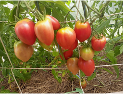 Томат Яйцо Быка с реки Гуадаррама (Huevo Toro Del Rio Guadarrama)