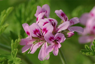 Гидролат Герань египетская Pelargonium graveolens (цветы+листья) 250 мл