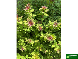 Спирея японская "Sparking Champagne" (Спарклин Шампань)