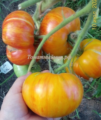 Томат Король красоты (Beauty King)