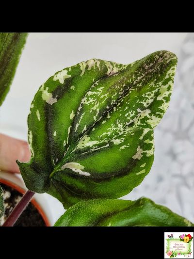 LV-БИГ (Л. Шевелева) 2024 г. трейлер (пасынок сорт посажен 15.08.25)