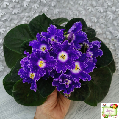 DS-Сияющий Колокольчик (Dimetris) 2014 г.