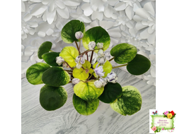 ЛЕ-Хрустальный Водопад Голд (Е. Лебецкая /С. Новгородова) 2018 трейлер