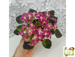 Mac's Scorching Sun (G. McDonald) (лист посажен 29.10.25)