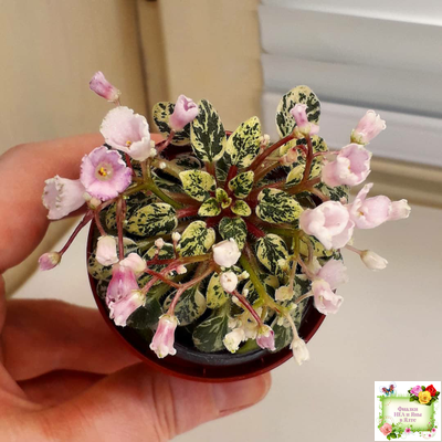 Precious Pixie (S.Sorano)