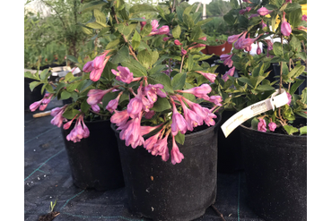 Вейгела цветёт