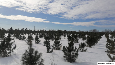 Кедр - фото в питомнике 5 - красовский-сад.рф