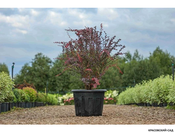 Барбарис Роуз Глоу - Rose Glow