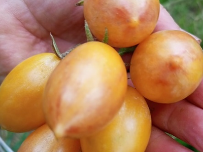 Томат Счастливый тигр (Artisan Lucky Tiger)