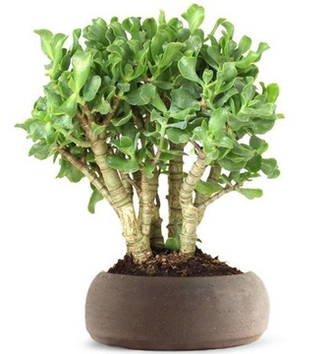 Crassula Arborescens Curly - Толстянка древовидная, Крассула кучерявая, нефритовое дерево