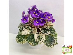 Grog (H.Pittman) (пасынок укоренённый)