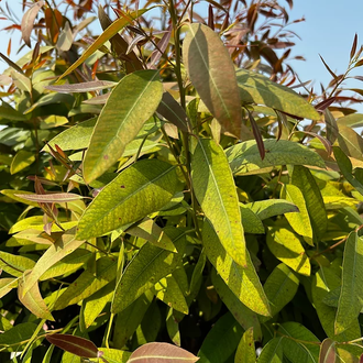 Эвкалипт шаровидный (Eucalyptus globulus) (10 мл) - 100% натуральное эфирное масло