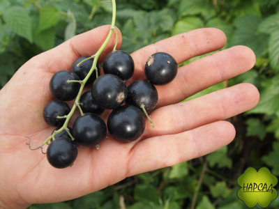 Смородина черная "Селеченская-2" (самая неприхотливая)