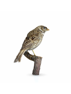 птицы Воробей