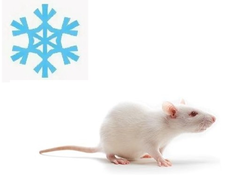 Крыса кормовая замороженная бегунок 30-50гр