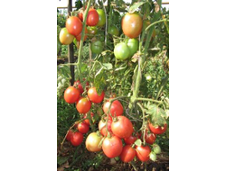 Томат Де Барао царский