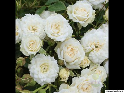 Роза миниатюрная Вайт - Rosa miniature White