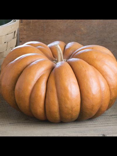 Тыква Musquee De Provence (Мускат де Прованс), 5 шт.