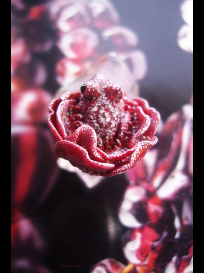 Парадное кольцо &quot;Дикий сербарин и лягушка&quot;