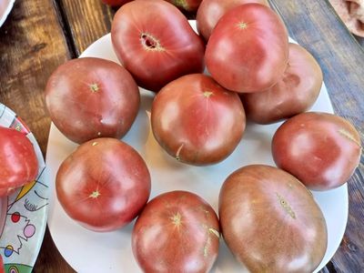 Томат Париж (Paris)