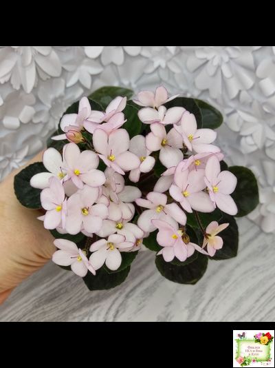 Н-Дюймовочка (Н. Бердникова)