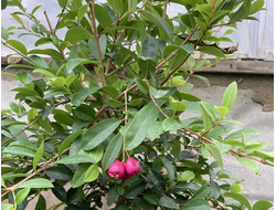 Псидиум Кеттли (Гуайава земляничная)