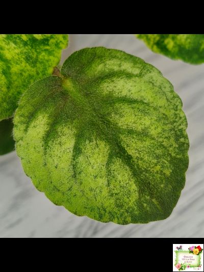 СВ-Город Солнечногорск (О.Емельянова) 2023 г. трейлер