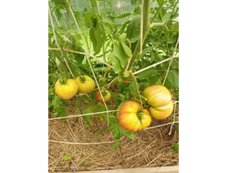 Томат Анна Мейер (Anna Meyer)