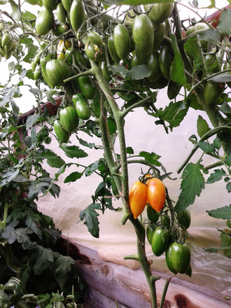 Семена томата Блаш