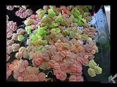 Филлантус плавающий (phyllanthus fluitans)