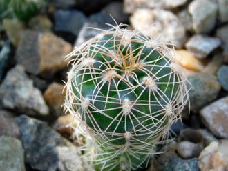 Gymnocalycium bruchii v. niveum VG 536