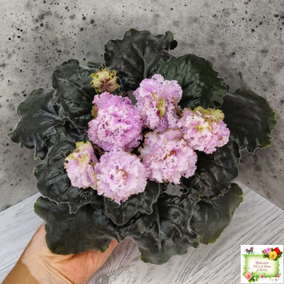 БР-Кудряшка (С. и Н. Буркацкие) 2021 г.