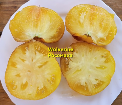 Томат Росомаха (Wolverine)